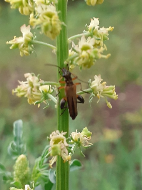 Oedemera podagrariae - székfű-álcincér