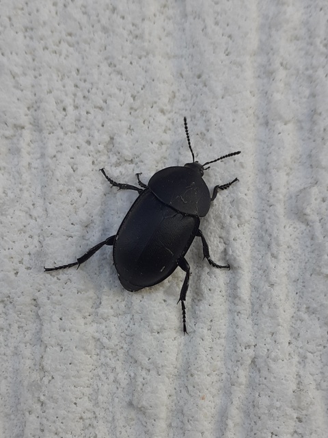 Ablattaria laevigata - sima csigarabló