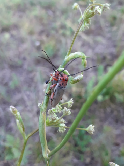Phytoecia argus - árgusszemű cincér