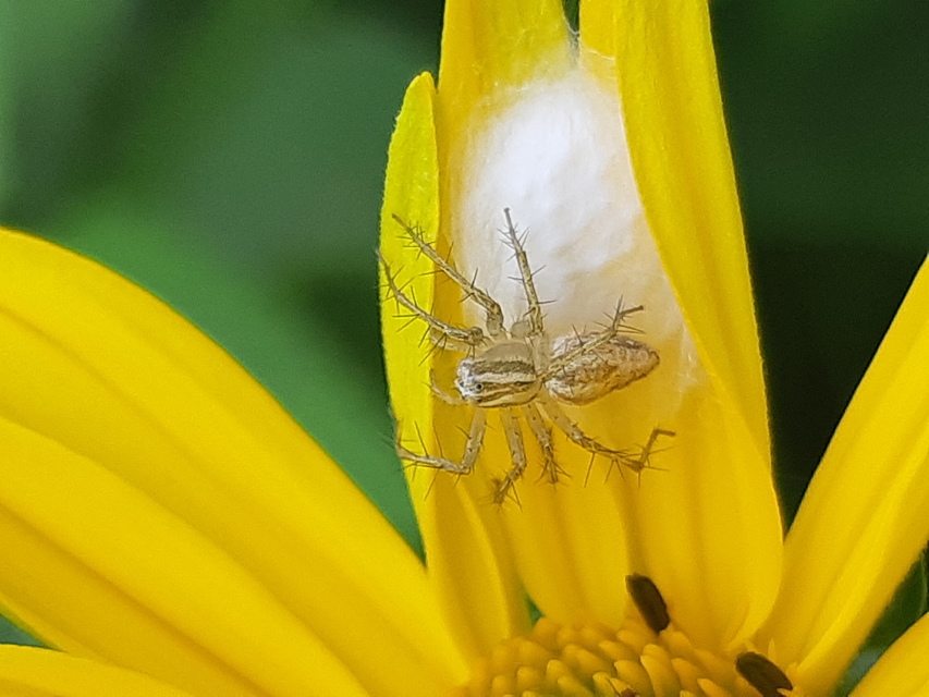 Oxyopes lineatus
