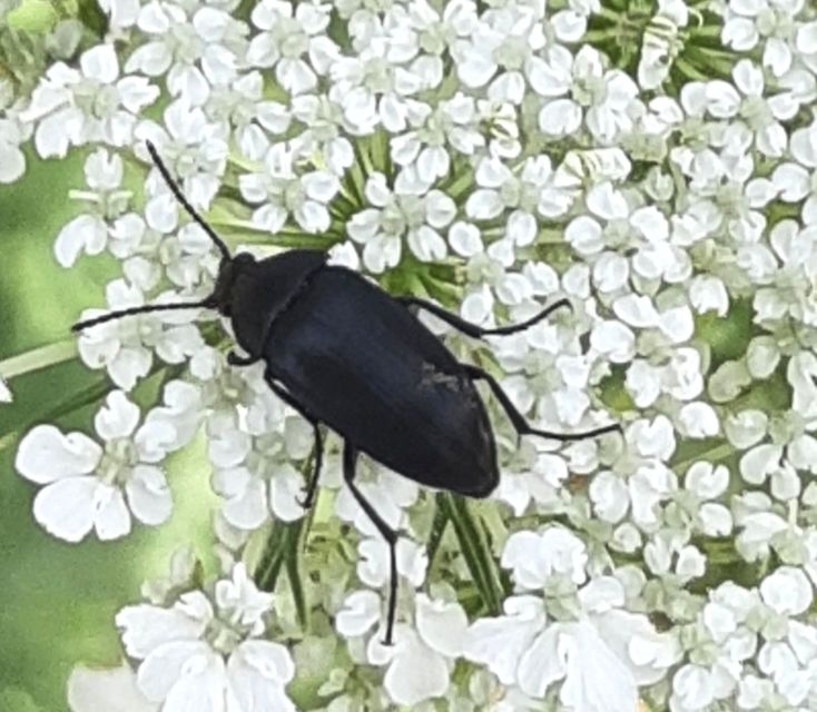 Podonta nigrita - szerecsenbogár