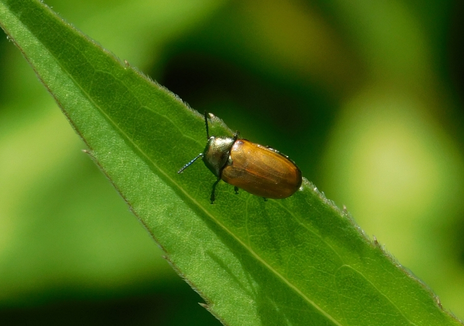 Labidostomis Labidostomis