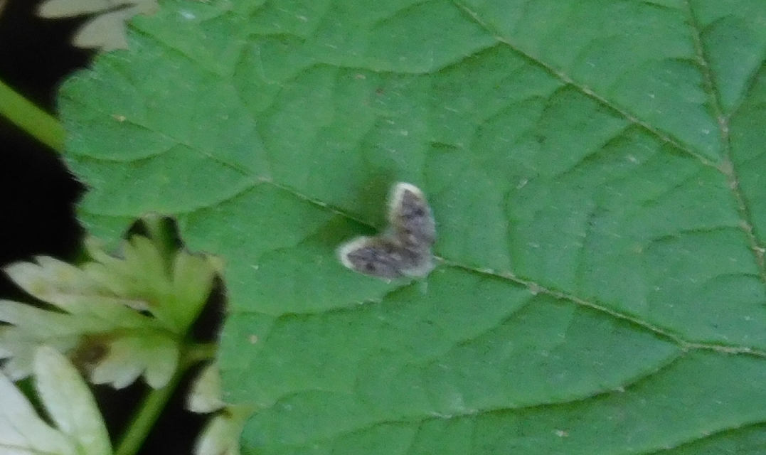 Psychodidae - lepkeszúnyogok