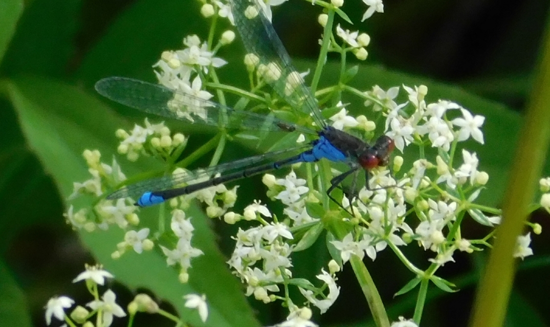Erythromma viridulum - kis pirosszemű-légivadász