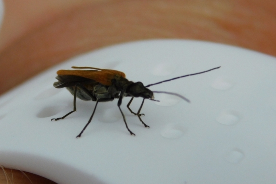 Oedemera femorata - sárgahátú álcincér