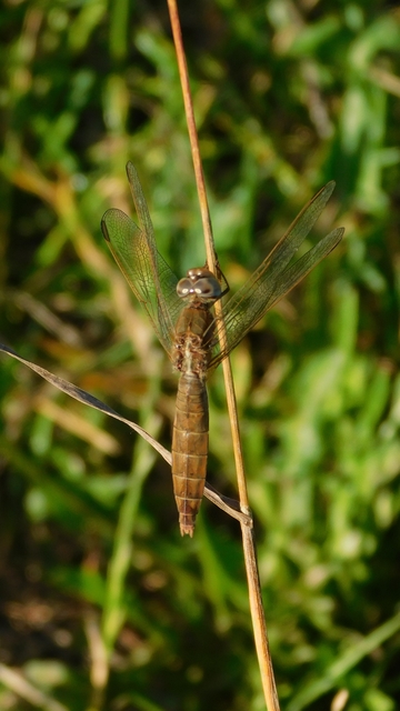 Crocothemis erythraea - skarlát szitakötő