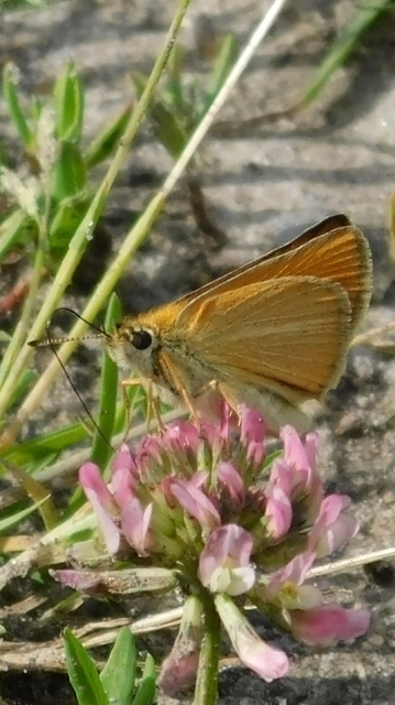 Thymelicus lineola - vonalas busalepke