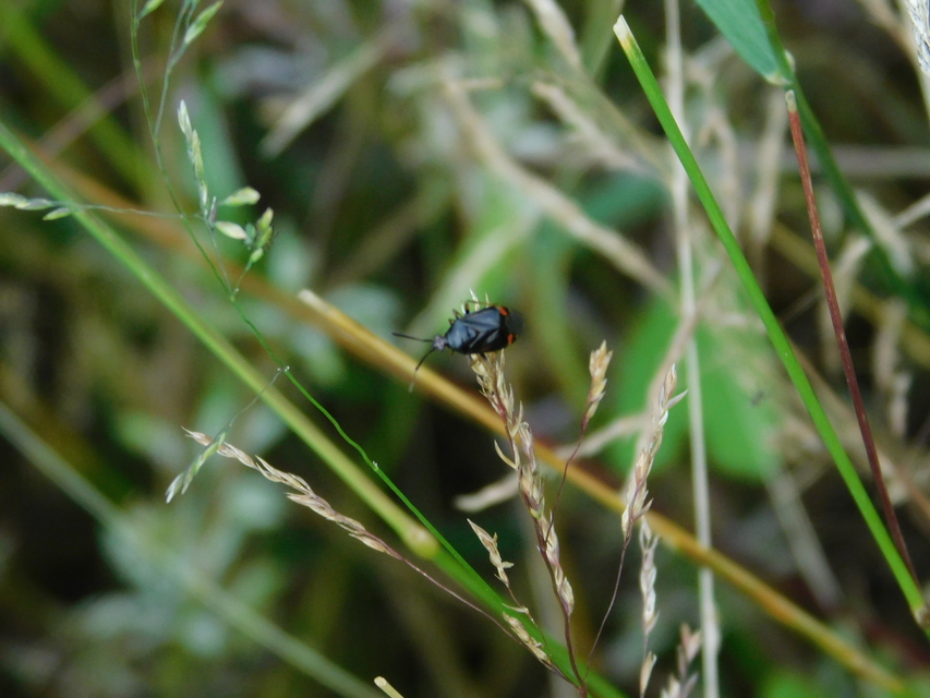 Deraeocoris ruber - vöröses mezeipoloska