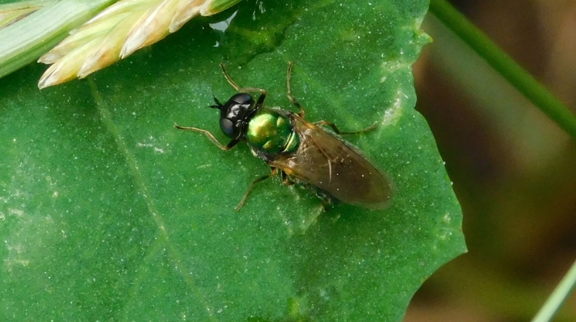 Chloromyia