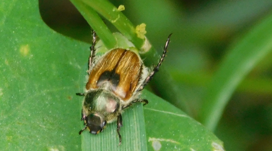 Chaetopteroplia segetum - rozsszipoly