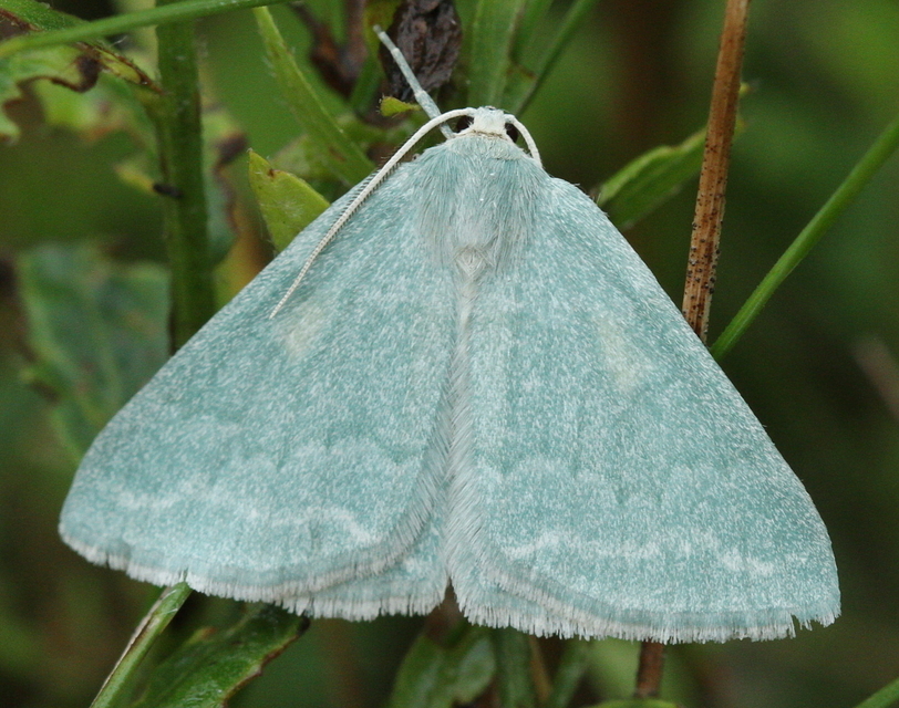 Pseudoterpna pruinata - hamvas zöldaraszoló