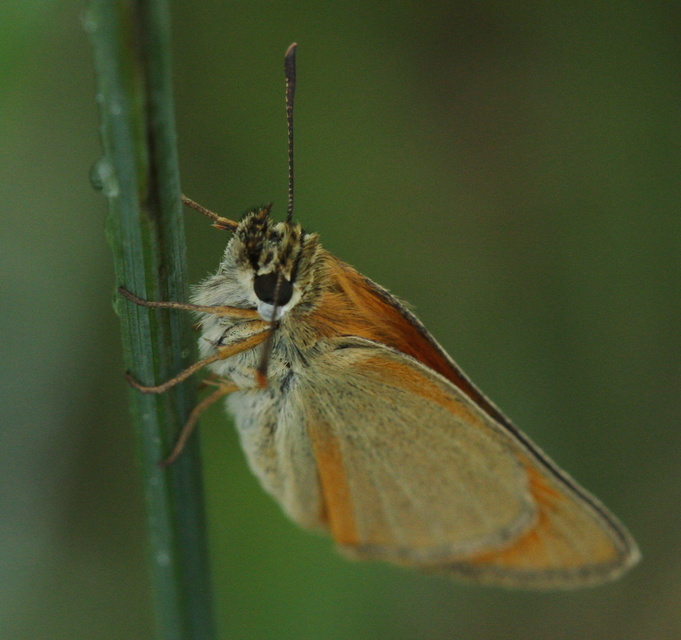 Thymelicus lineola - vonalas busalepke
