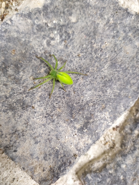 Micrommata virescens - hunyópók