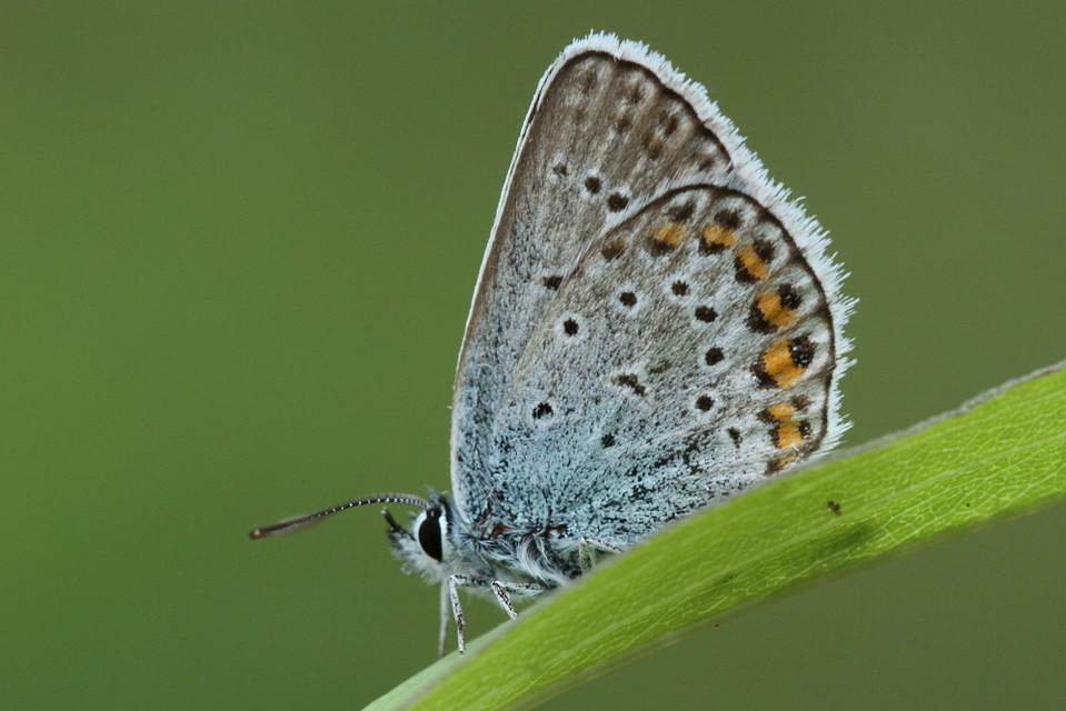 Plebejus idas - északi boglárka