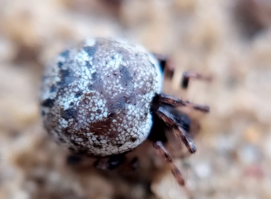 Dipoena melanogaster - feketehasú törpepók
