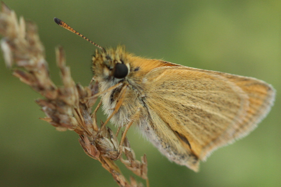 Thymelicus lineola - vonalas busalepke