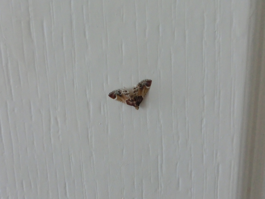 Pyralis farinalis - lisztilonca