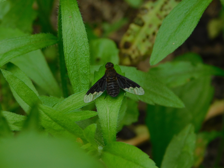Hemipenthes morio - közönséges gyászlégy