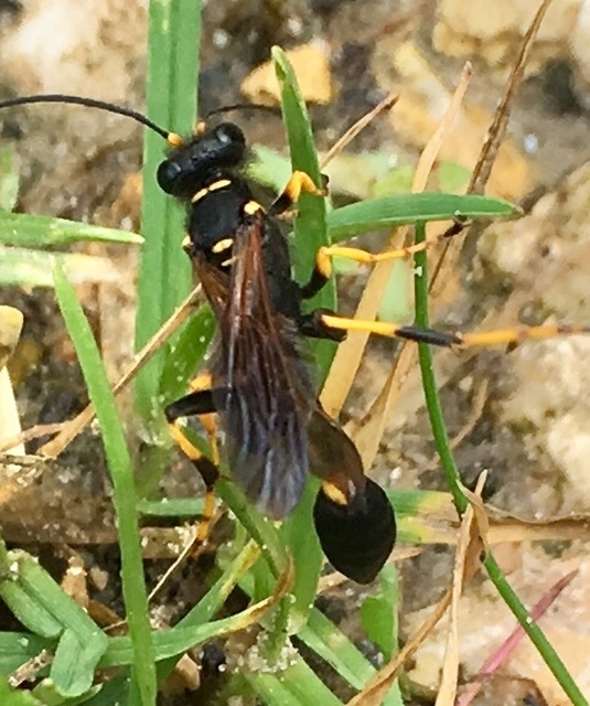 Sceliphron caementarium - feketenyelű lopódarázs