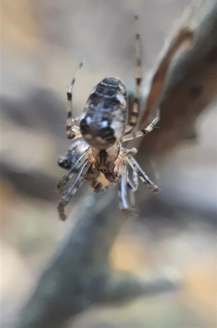 Metellina segmentata/mengei