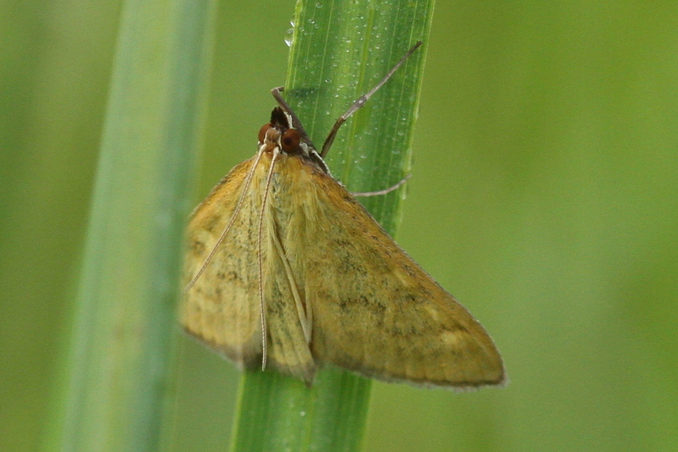 Sitochroa verticalis - világossárga dudvamoly