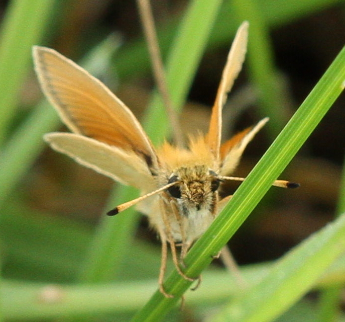 Thymelicus lineola - vonalas busalepke