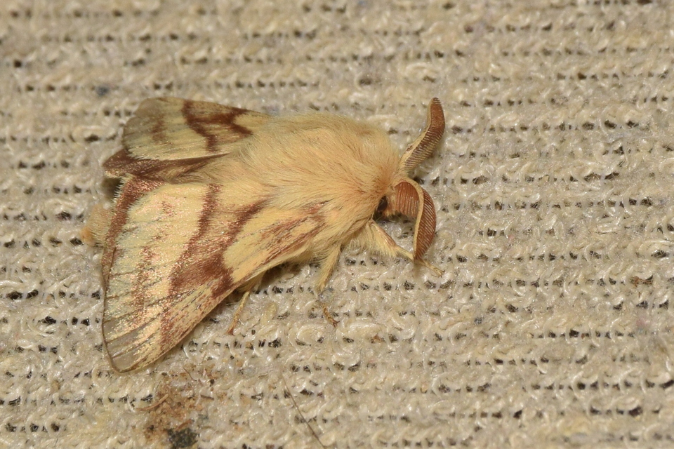 Malacosoma castrensis - kutyatejszövő