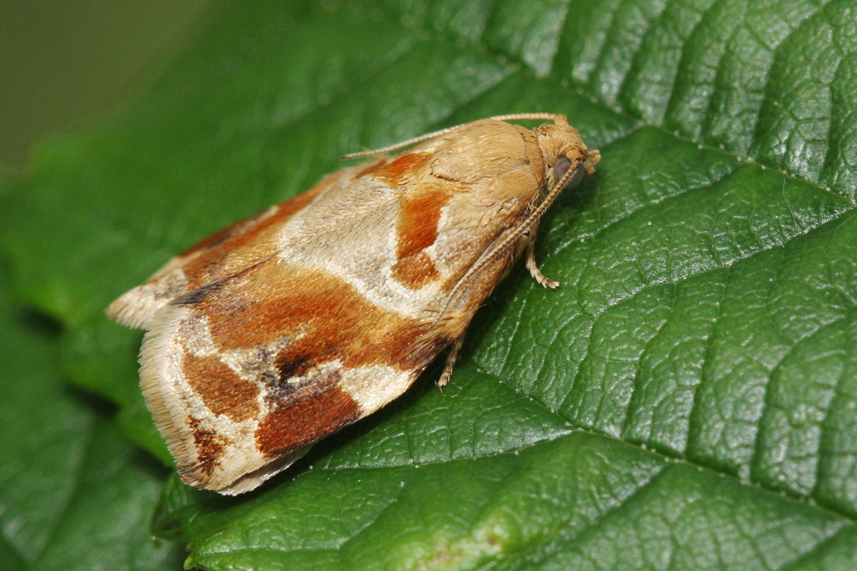 Archips xylosteana - kökényszövő sodrómoly