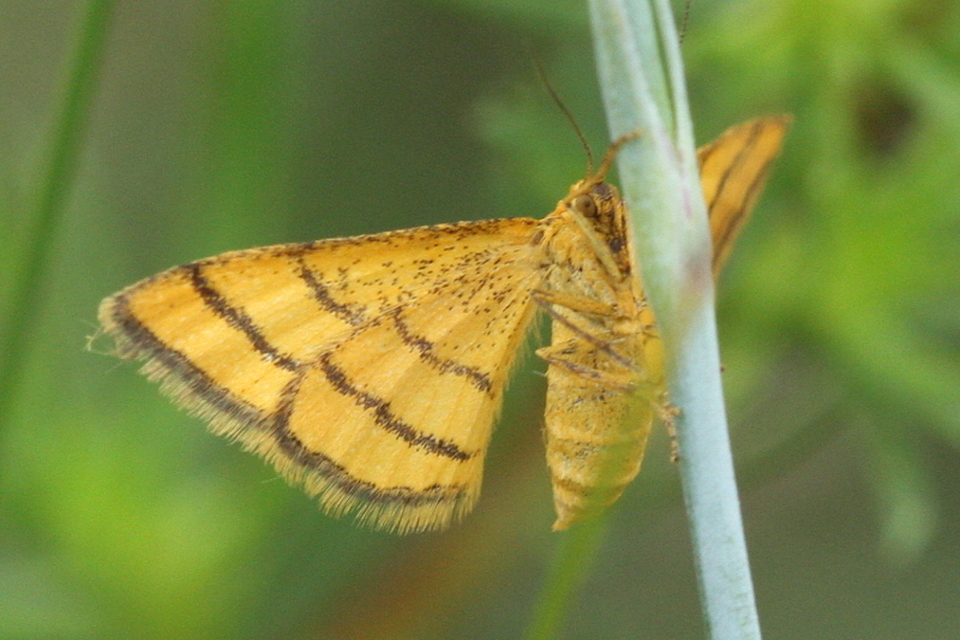 Idaea aureolaria - aranyos sávosaraszoló