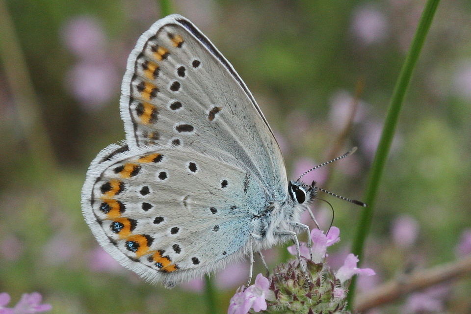 Plebejus argyrognomon - tintakék boglárka