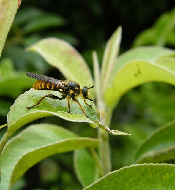 Choerades fimbriata/fulva