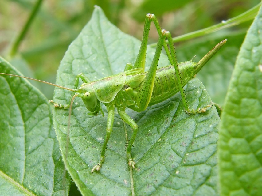 Tettigonia viridissima - zöld lombszöcske