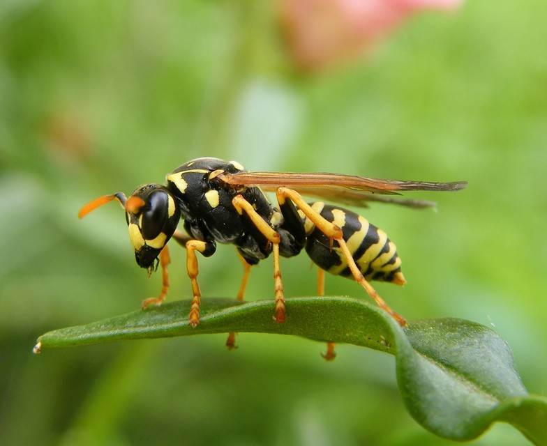 Polistes dominulus - déli papírdarázs