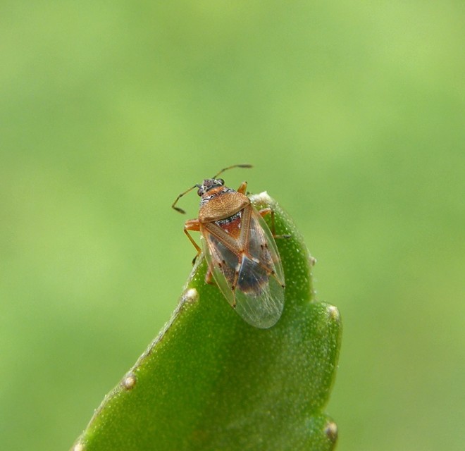 Kleidocerys resedae - nyírbodobács