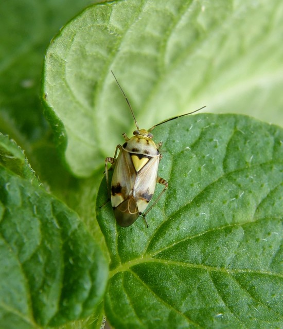Lygus pratensis - változó mezeipoloska