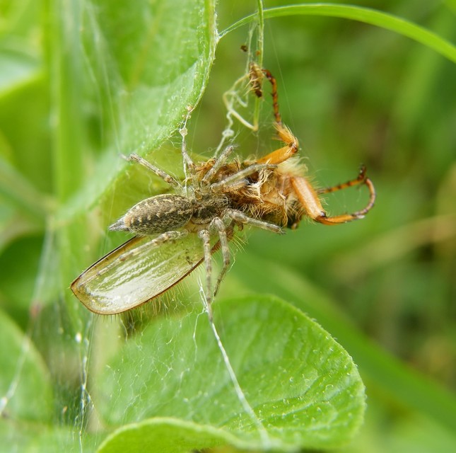 Agelena labyrinthica - illó tölcsérpók