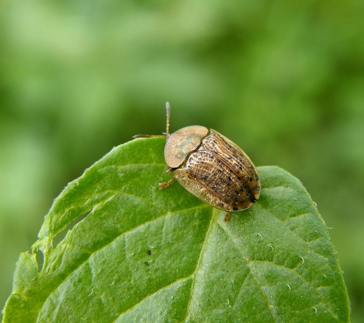 Cassida nebulosa - laboda-pajzsbogár Cassida nebulosa - laboda-pajzsbogár
