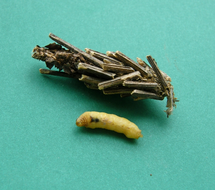 Canephora hirsuta - kormos zsákhordólepke
