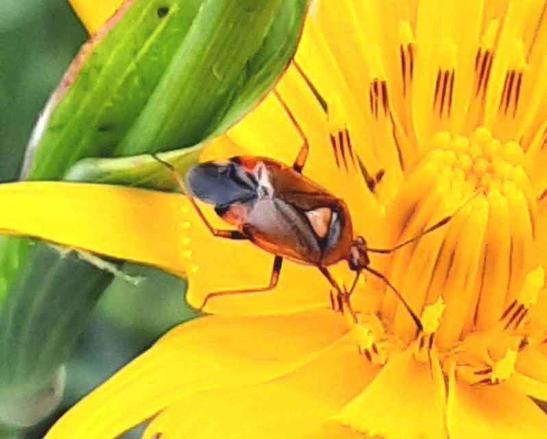 Deraeocoris ruber - vöröses mezeipoloska