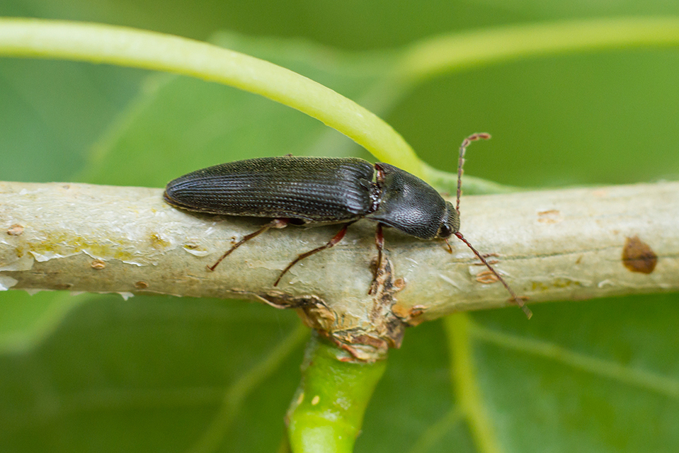 Melanotus