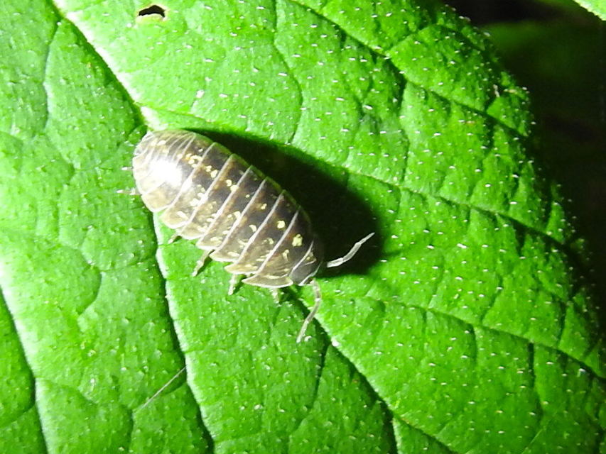 Armadillidium