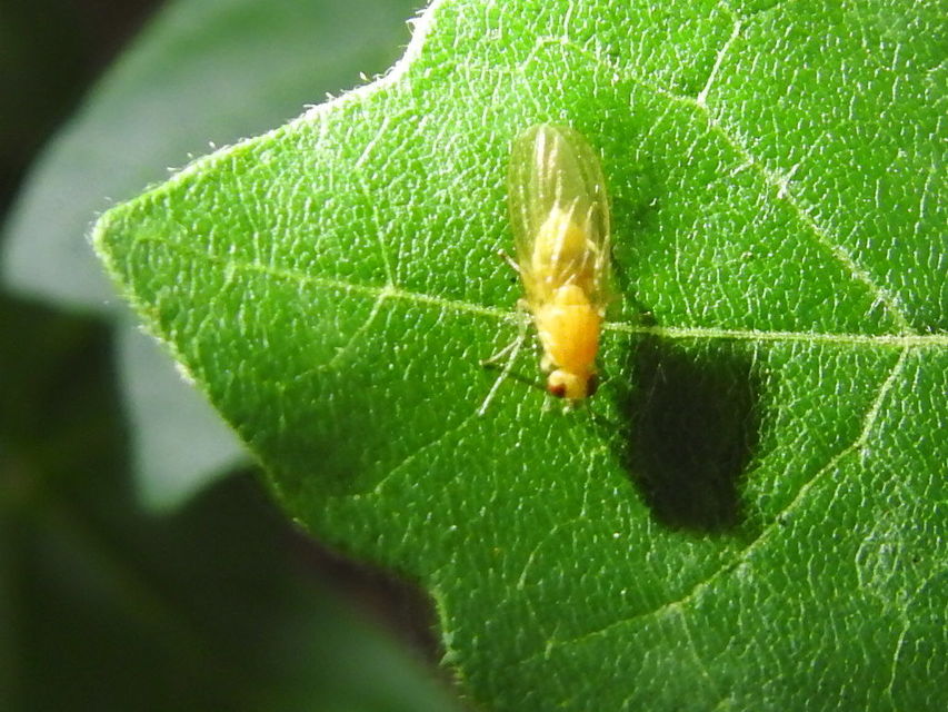 Lauxaniidae - pudvalegyek