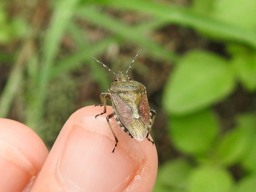 Dolycoris baccarum - közönséges bogyómászó-poloska Dolycoris baccarum - közönséges bogyómászó-poloska