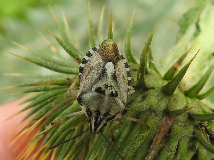 Carpocoris