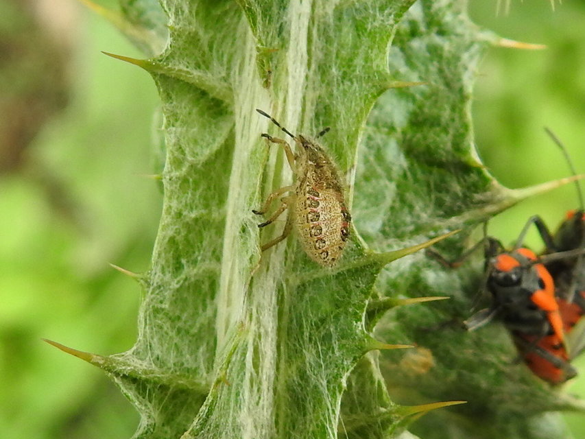 Dolycoris baccarum - közönséges bogyómászó-poloska Dolycoris baccarum - közönséges bogyómászó-poloska