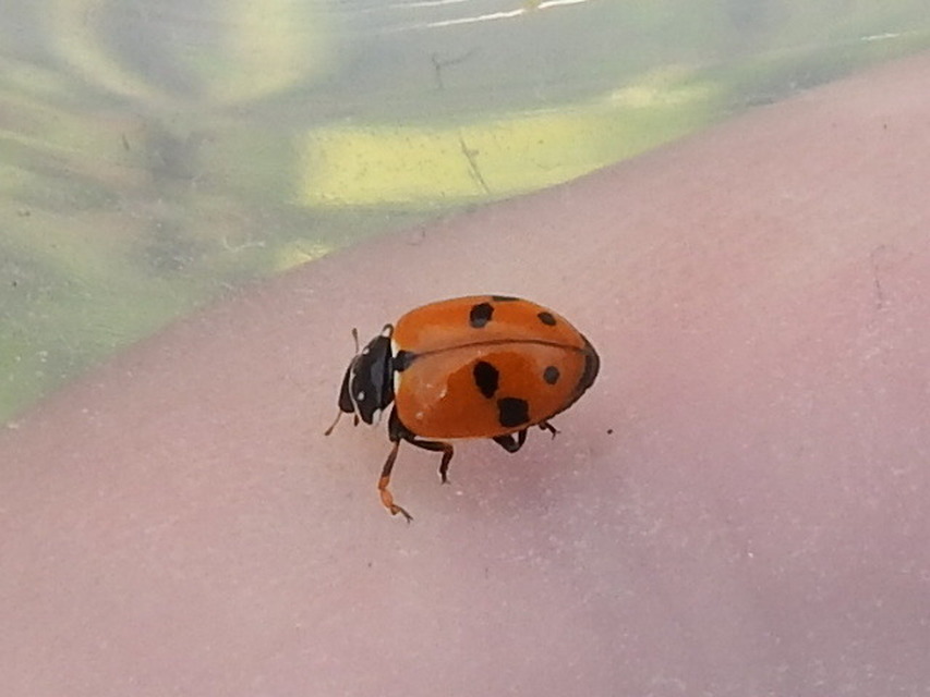 Hippodamia variegata - tizenhárompettyes katica