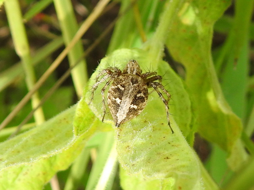 Oxyopes heterophthalmus - homoki hiúzpók