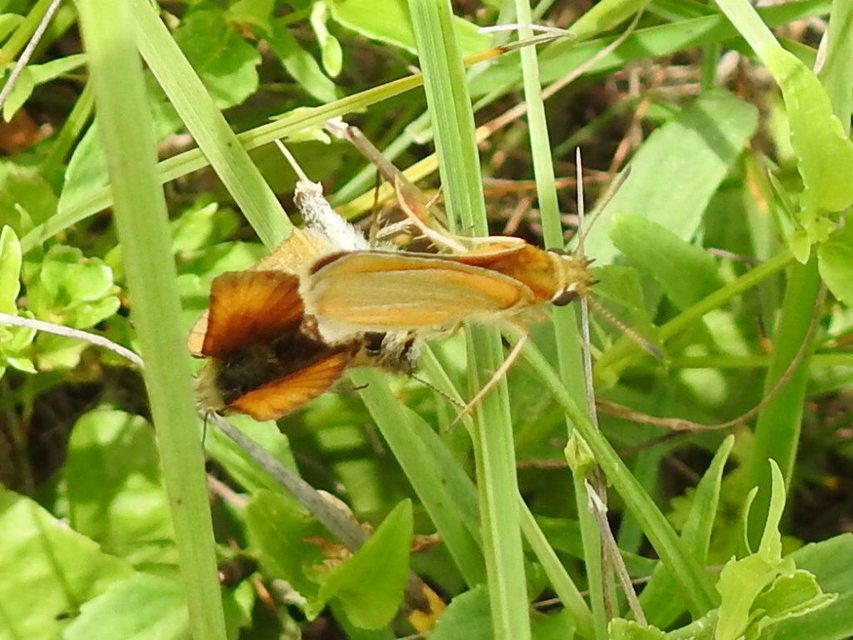 Thymelicus lineola - vonalas busalepke