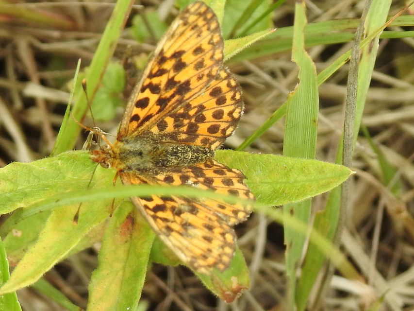 Boloria dia - kis gyöngyházlepke