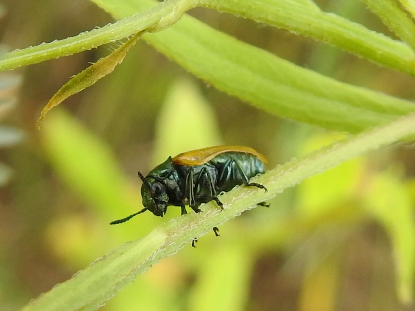 Labidostomis Labidostomis